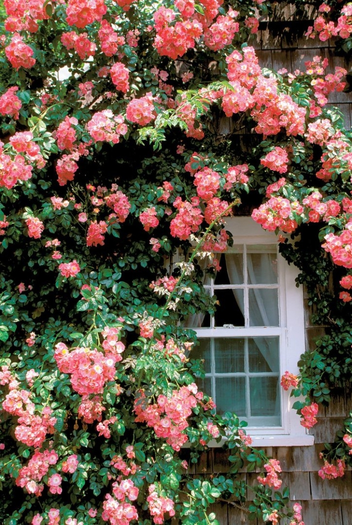 Роза камея плетистая