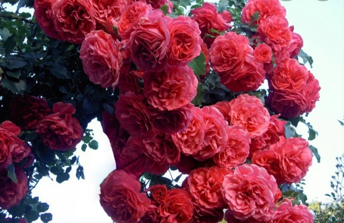 Розариум ютерсен роза