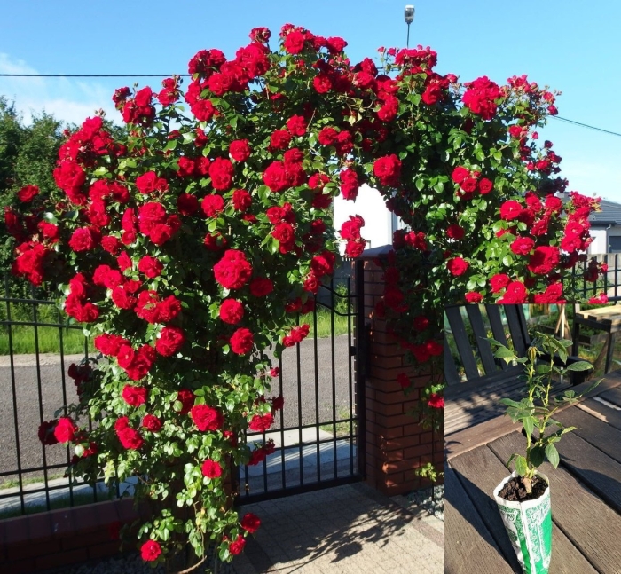 Плетистая амадеус