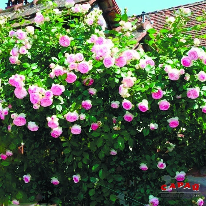 Роза плетистая эден роуз