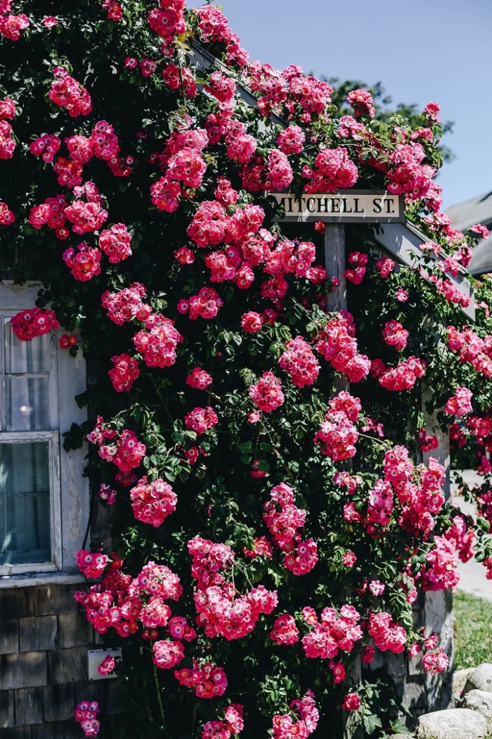 Роза плетистая пинк мушимара