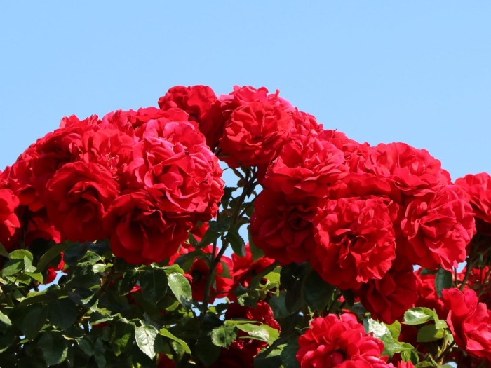 Amadeus роза плетистая