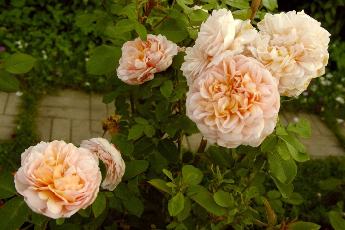 Роза дэвида остина леди гарденер