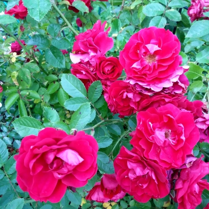 Роза плетистая алоха