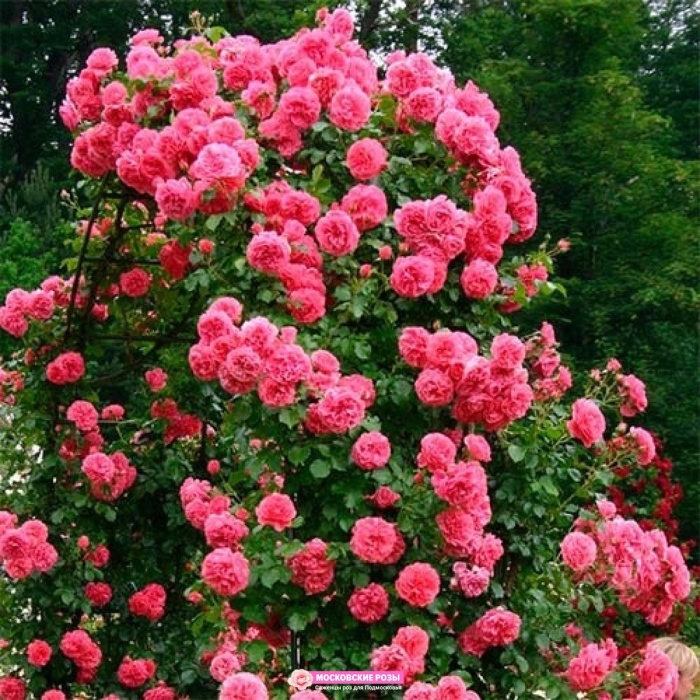 Роза плетистая розариум ютерзен