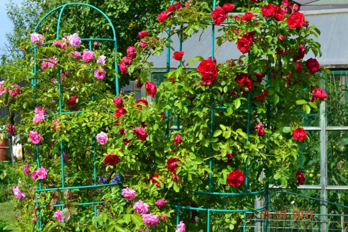 Плетистая роза опора
