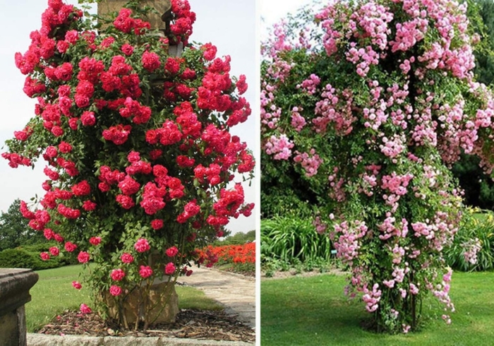 Роза флорентина плетистая