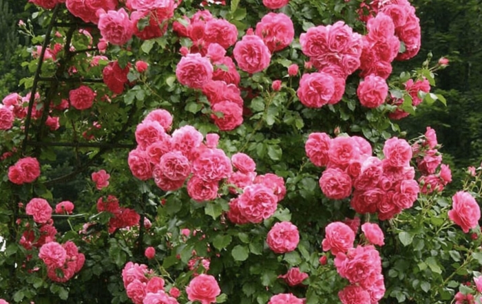 Роза плетистая розариум ютерсен