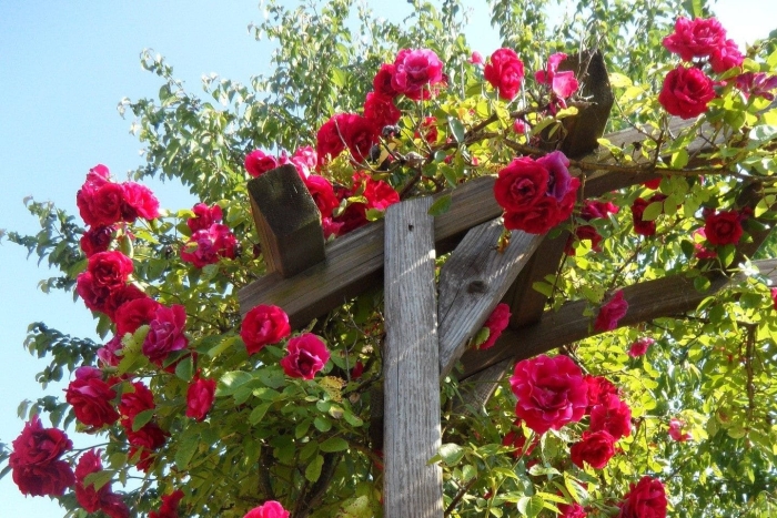 Climbing rose