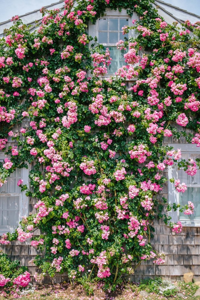 Роза плетистая зефирин друэн