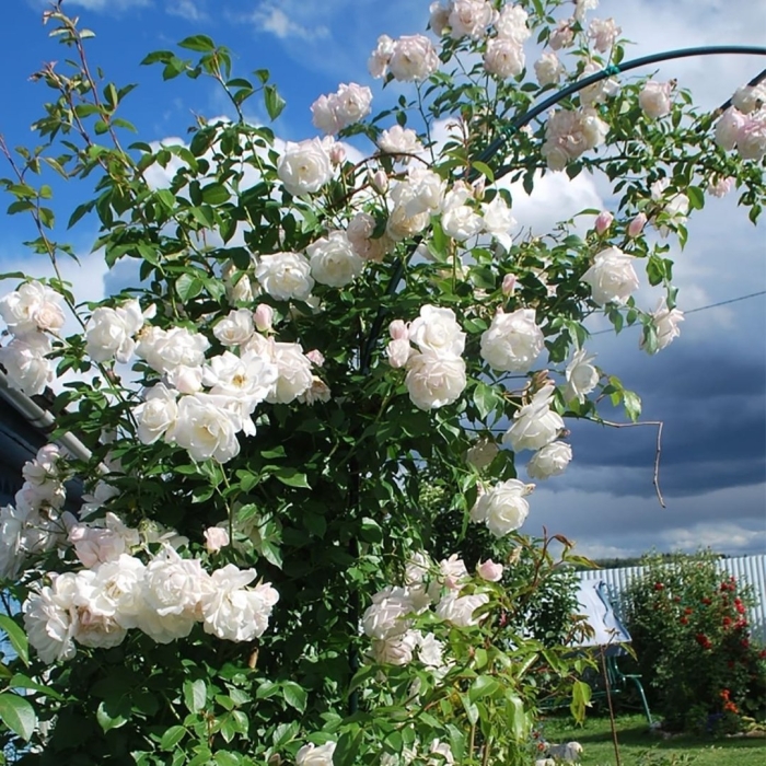 Шнеевальцер роза плетистая