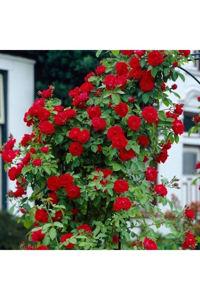 Роза плетистая фламментанц