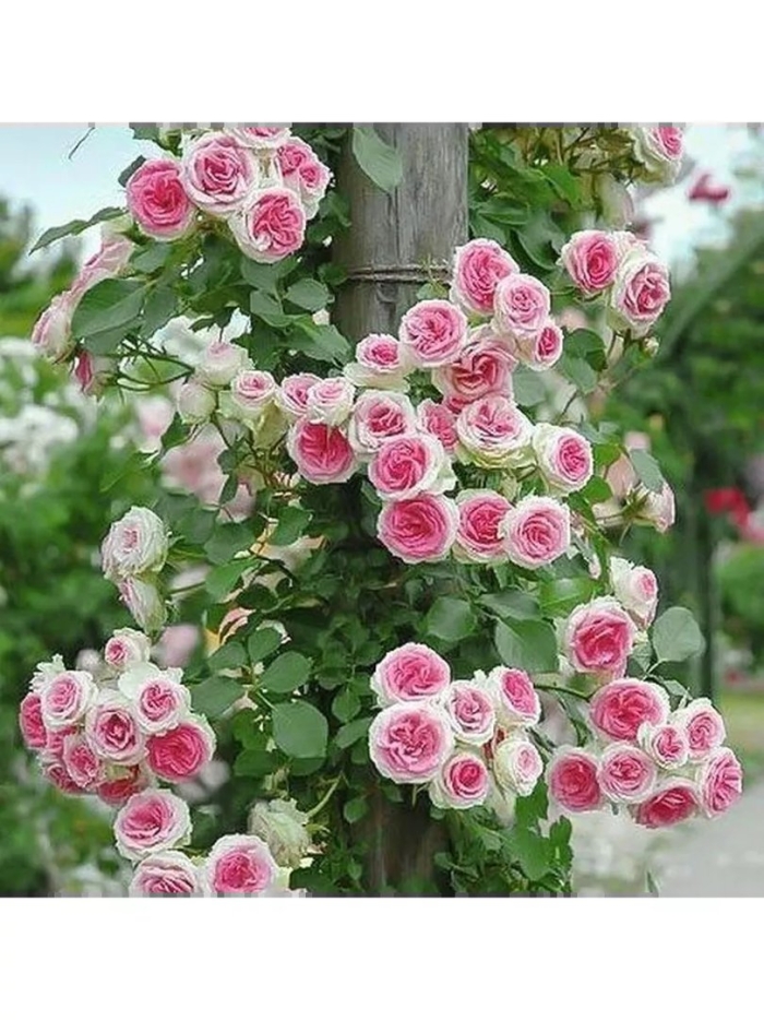 Роза плетистая пьер де ронсар