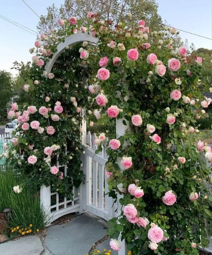 Вьющаяся роза