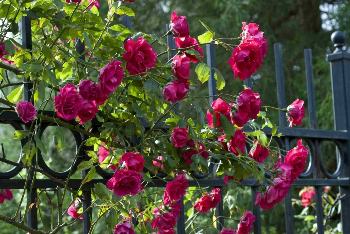 Плетистая роза фламентанц