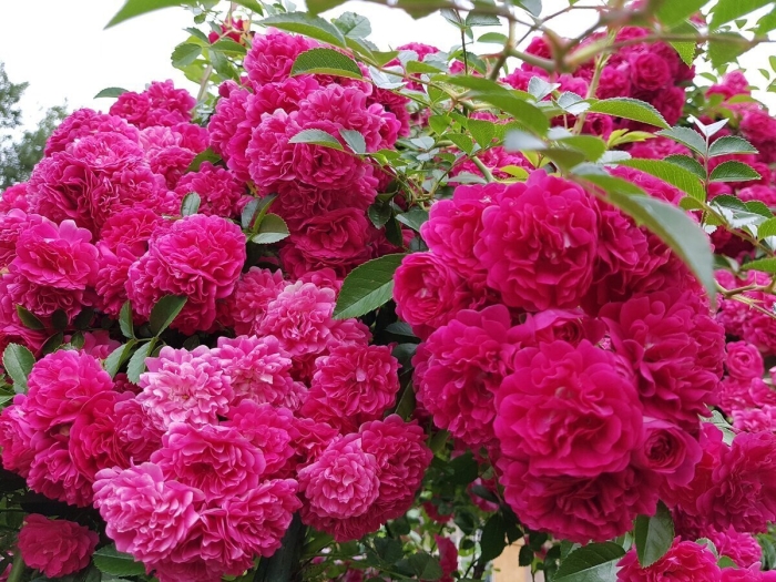 Плетистая роза лагуна