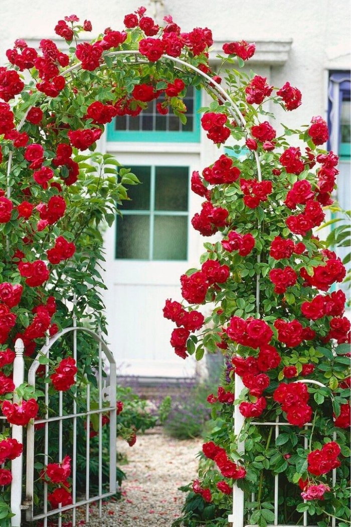 Роуз гарден плетистая