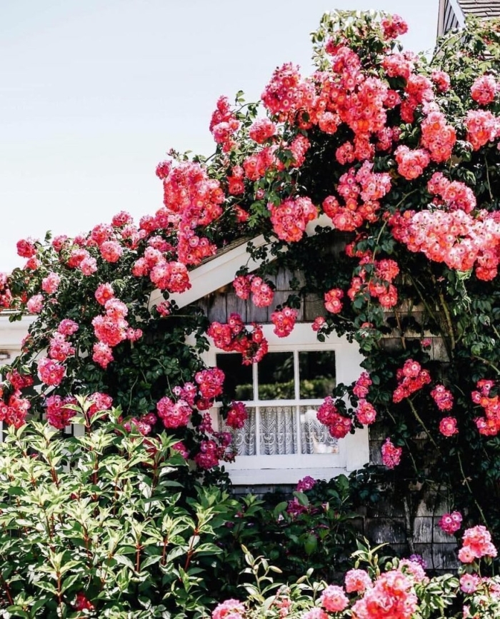 Кларенс хаус роза плетистая