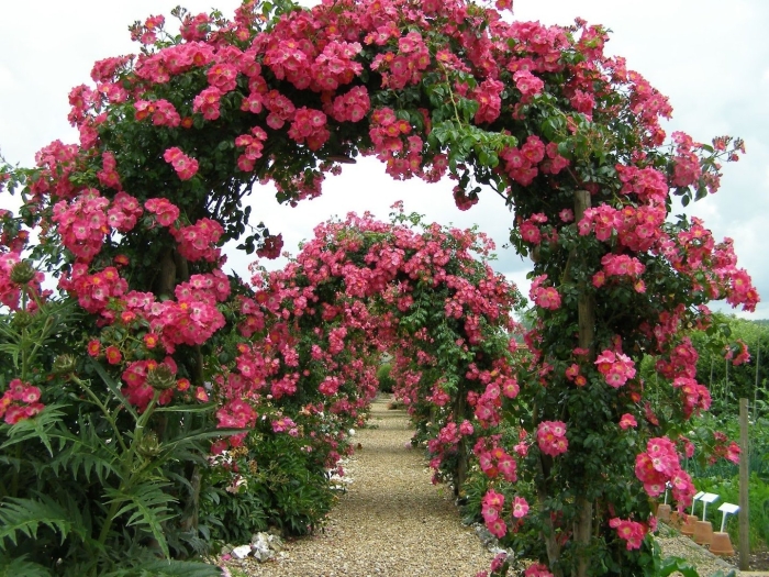 Роза плетистая американ пиллар