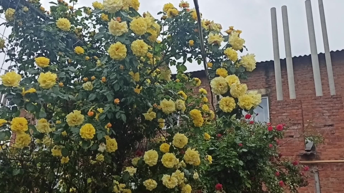 Роза плетистая голден шауэрс