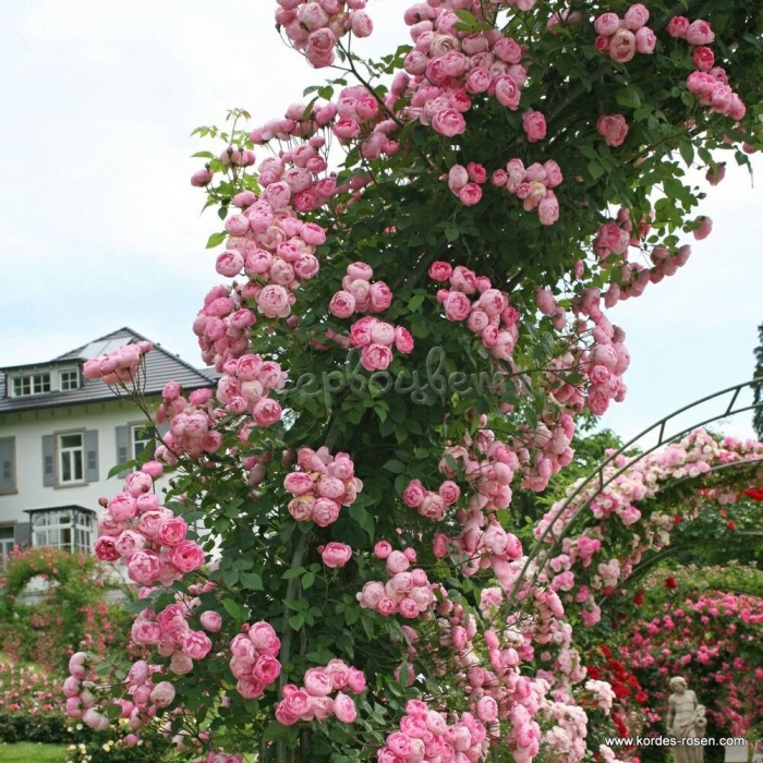 Роза раубриттер плетистая