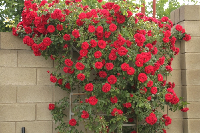 Красная плетистая роза