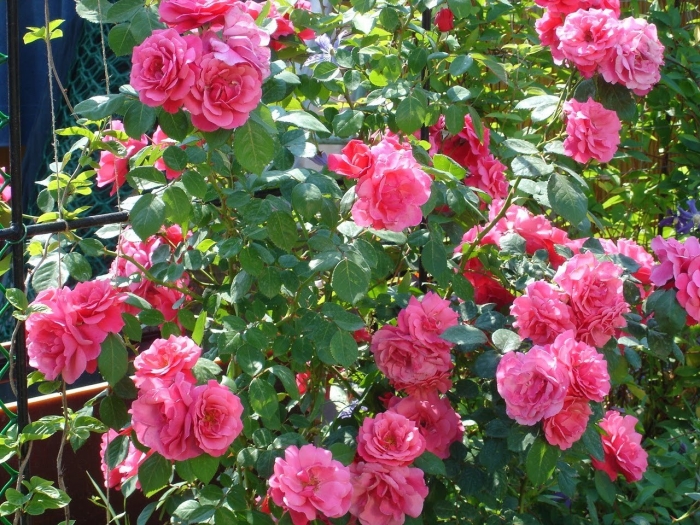 Роза лагуна плетистая