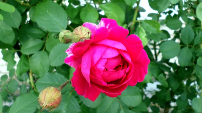 Роза калонетта плетистая