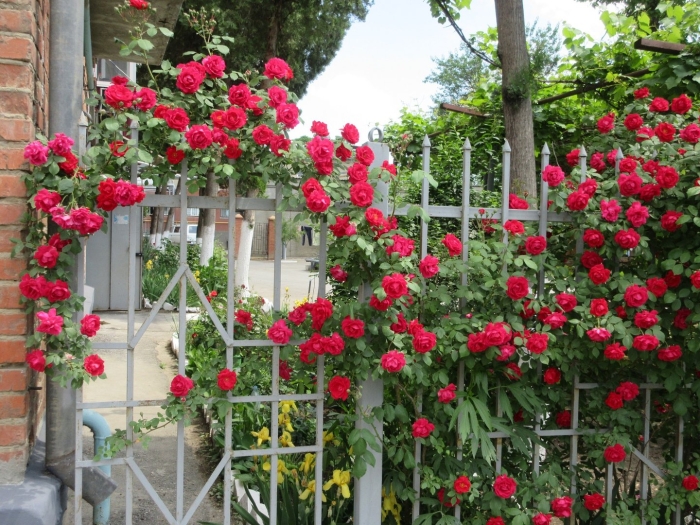 Роза салита плетистая