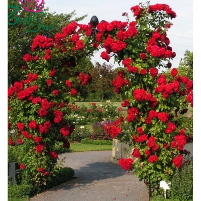 Плетистая роза амадеус