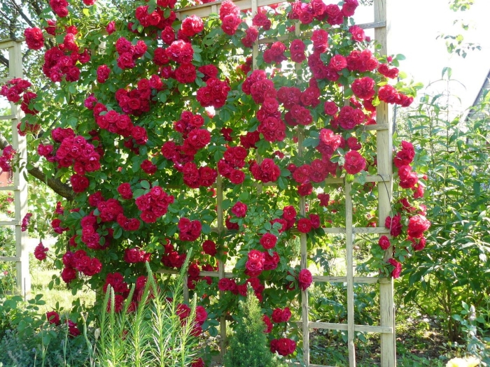 Плетистая роза дон жуан