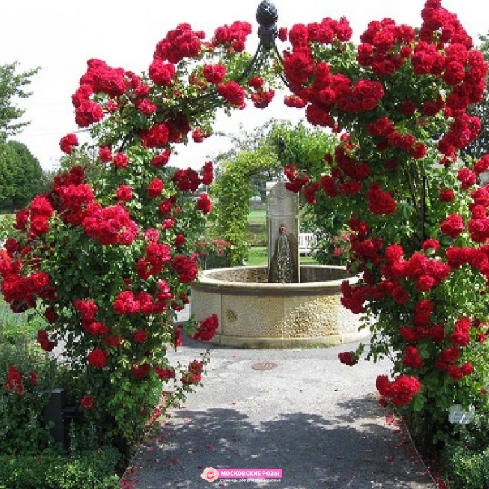 Красная плетистая роза амадеус