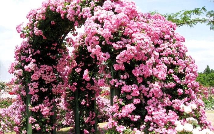 Плетистая роза беккер