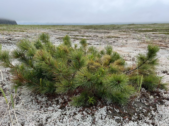 Сосна стланиковая кедровый стланик