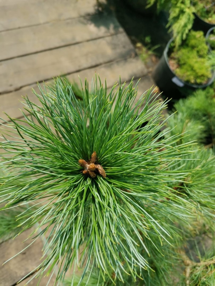 Кедровая сосна