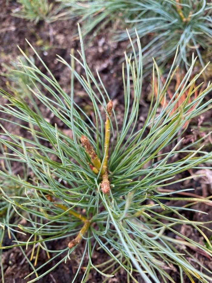 Сосна карликовая