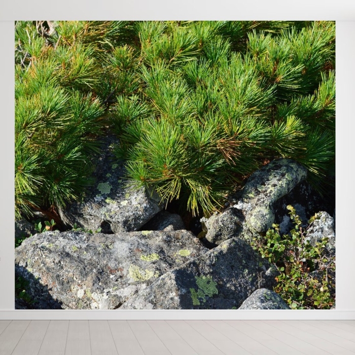 Сосна pinus pumila