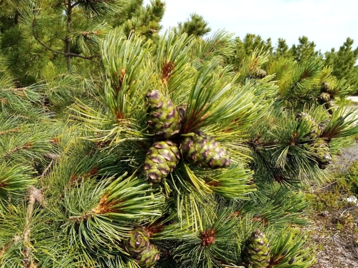 Кедровый стланик