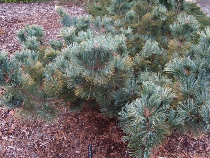 Pinus pumila dwarf blue