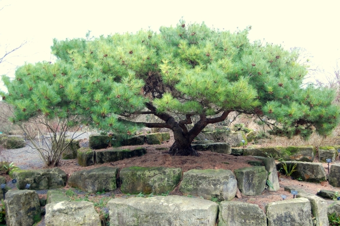 Сосна горная мугус бонсай