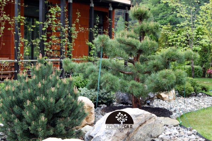 Румелийская сосна ниваки