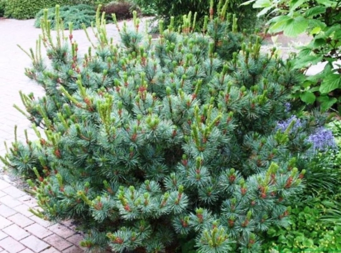 Сосна кедровая стланиковая