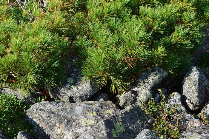 Сосна стланиковая кедровая