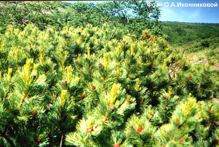 Кедровый стланик