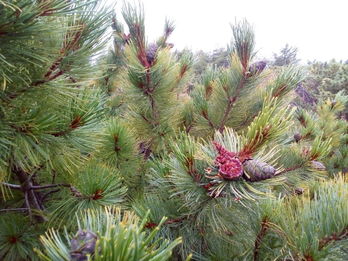 Сосна кедровый стланик