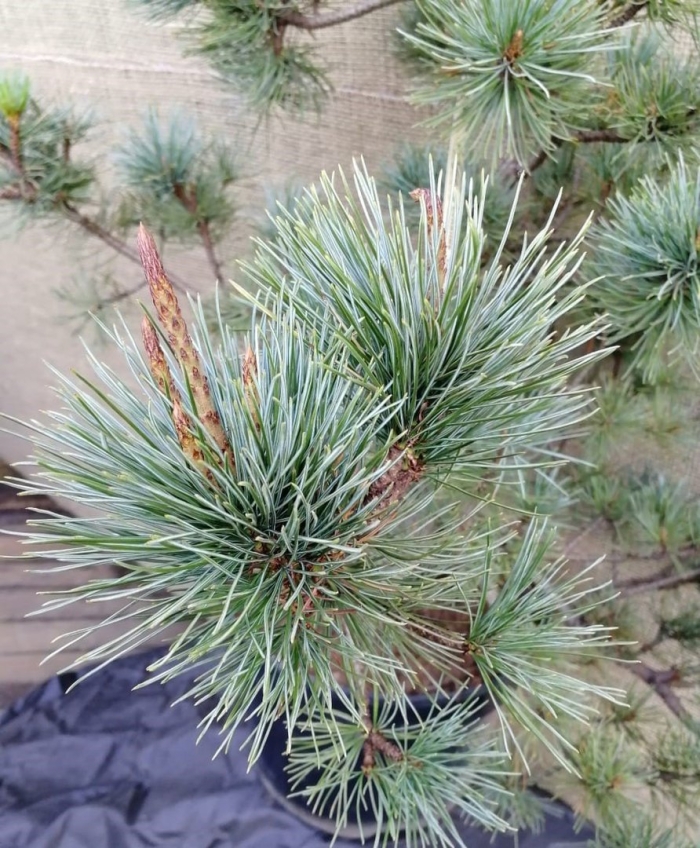 Pinus strobiformis white winter