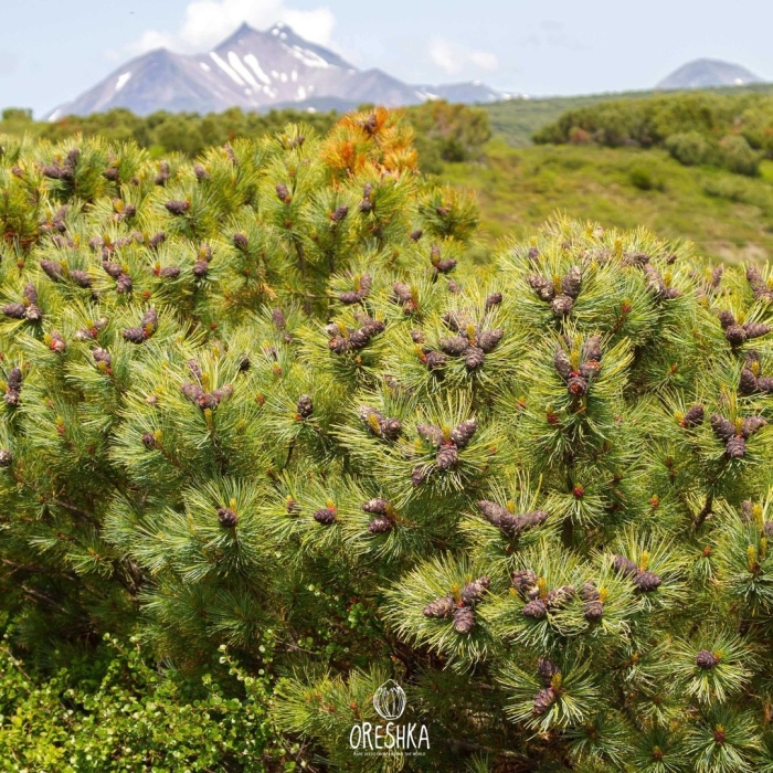Сосна стланиковая кедровый стланик