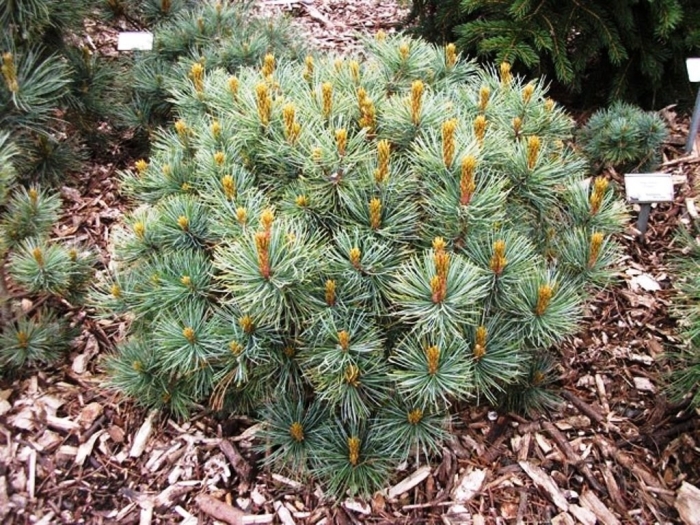 Сосна кедровая стланиковая глаука