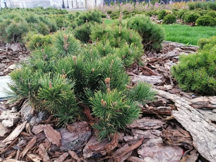 Pinus mugo 'march'