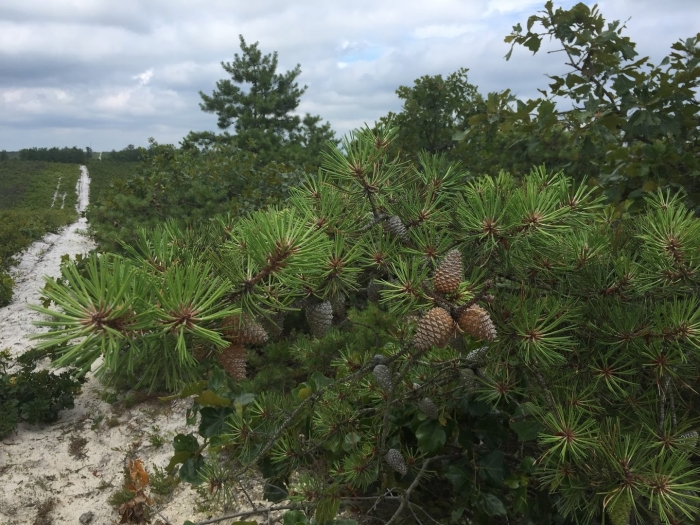 Сосна обыкновенная pinus sylvestris
